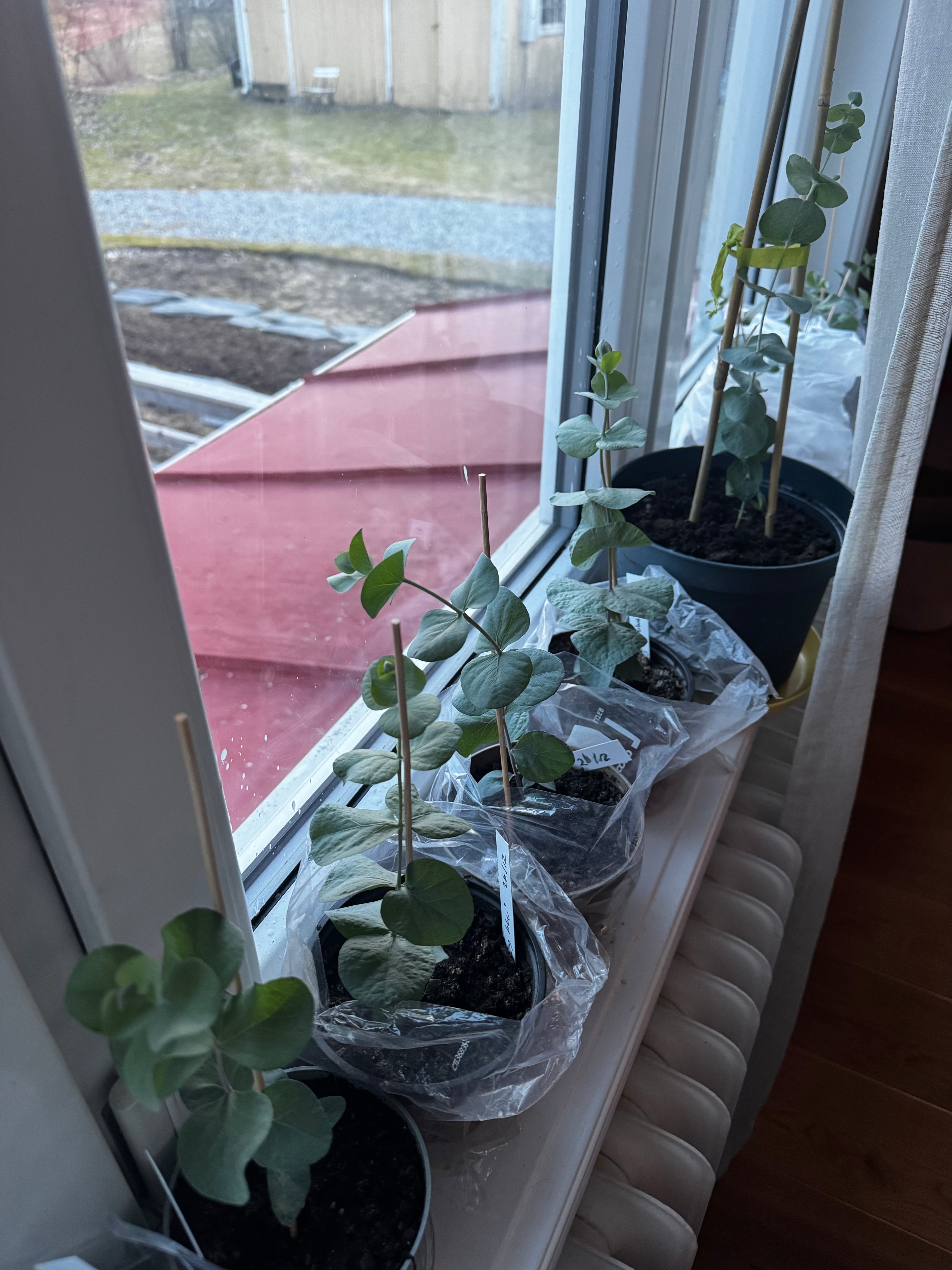 Planta - Eukalyptus