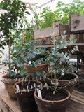 Planta - Eukalyptus