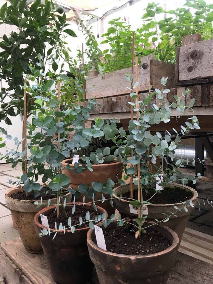 Planta - Eukalyptus