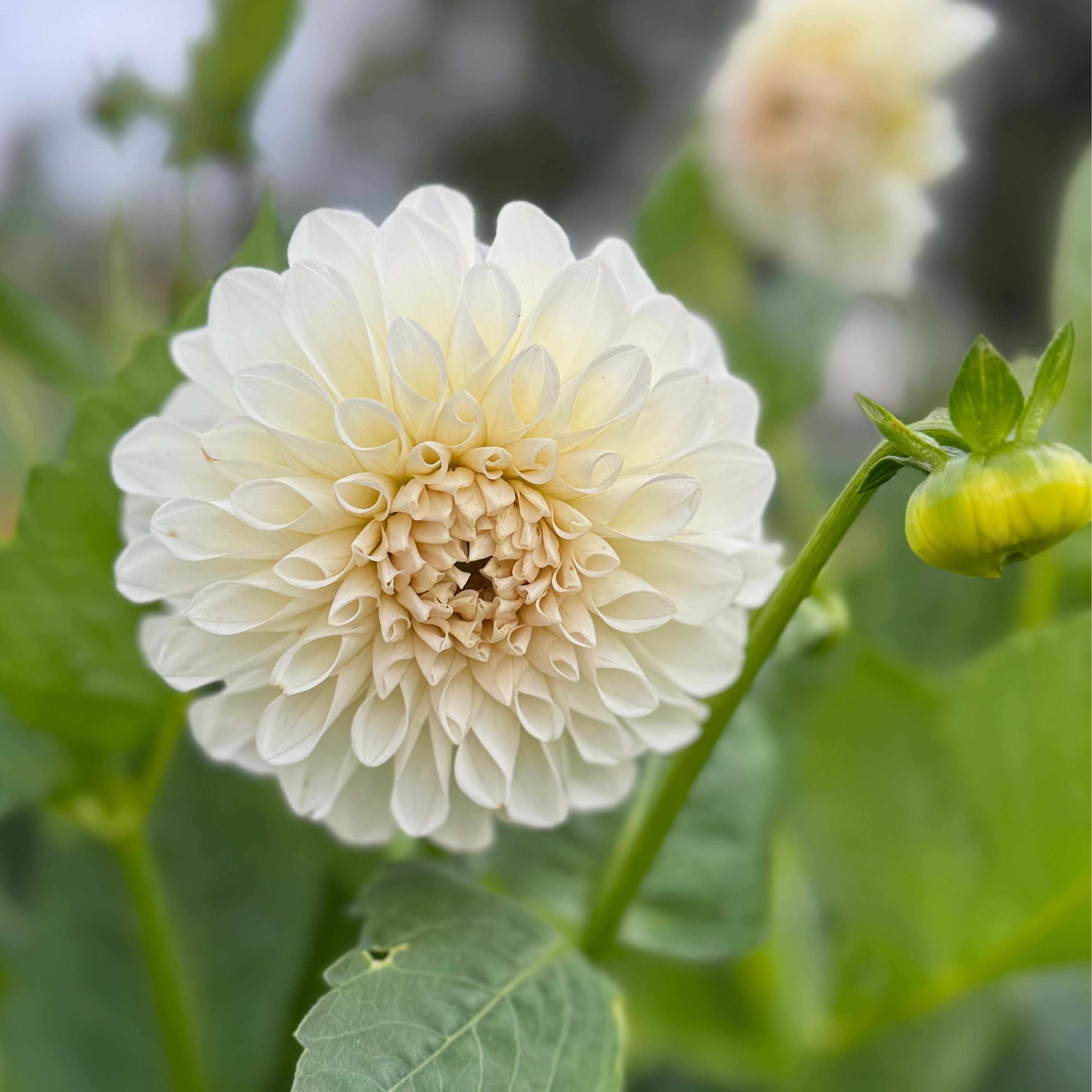 Dahlia – Boom Boom White