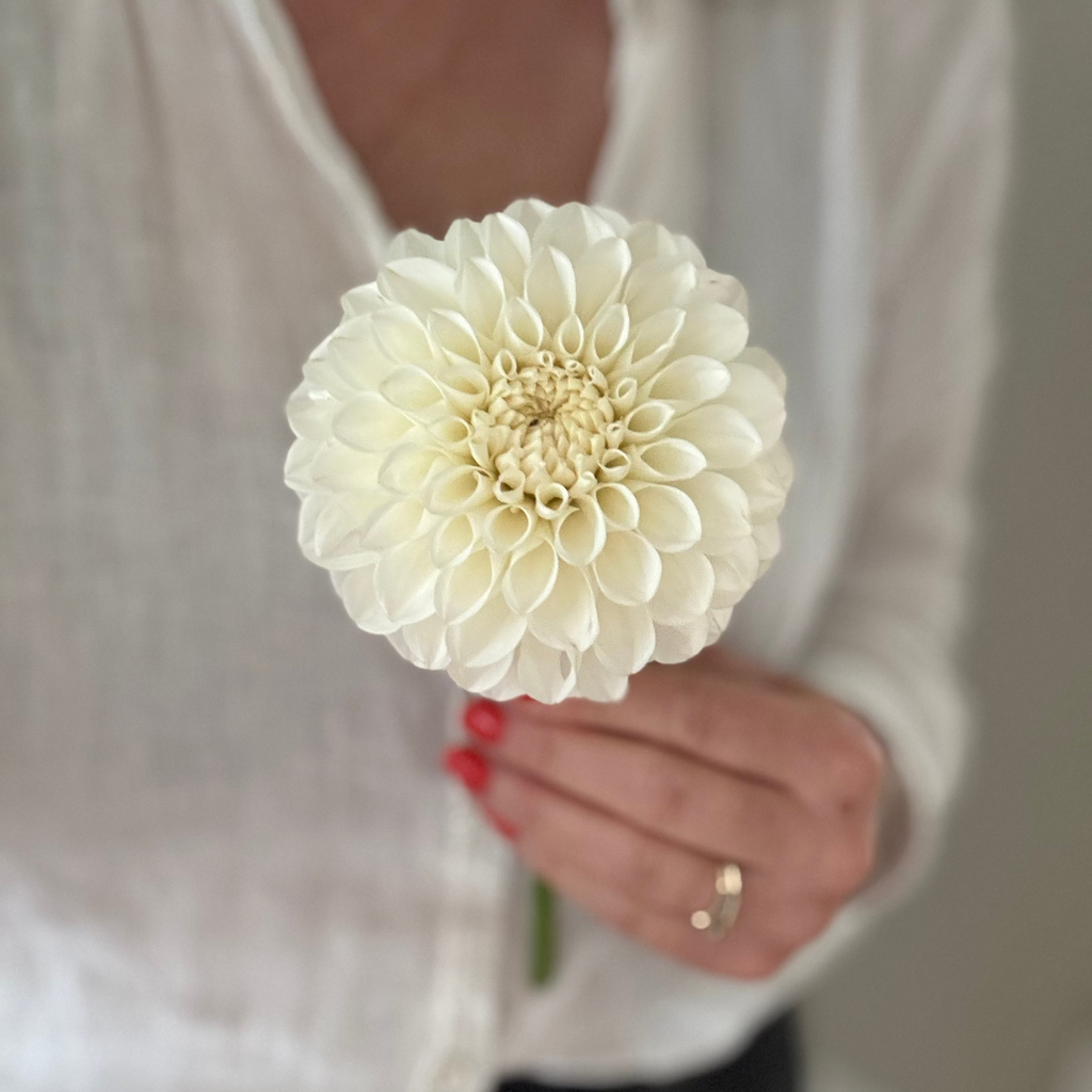 Dahlia – Boom Boom White