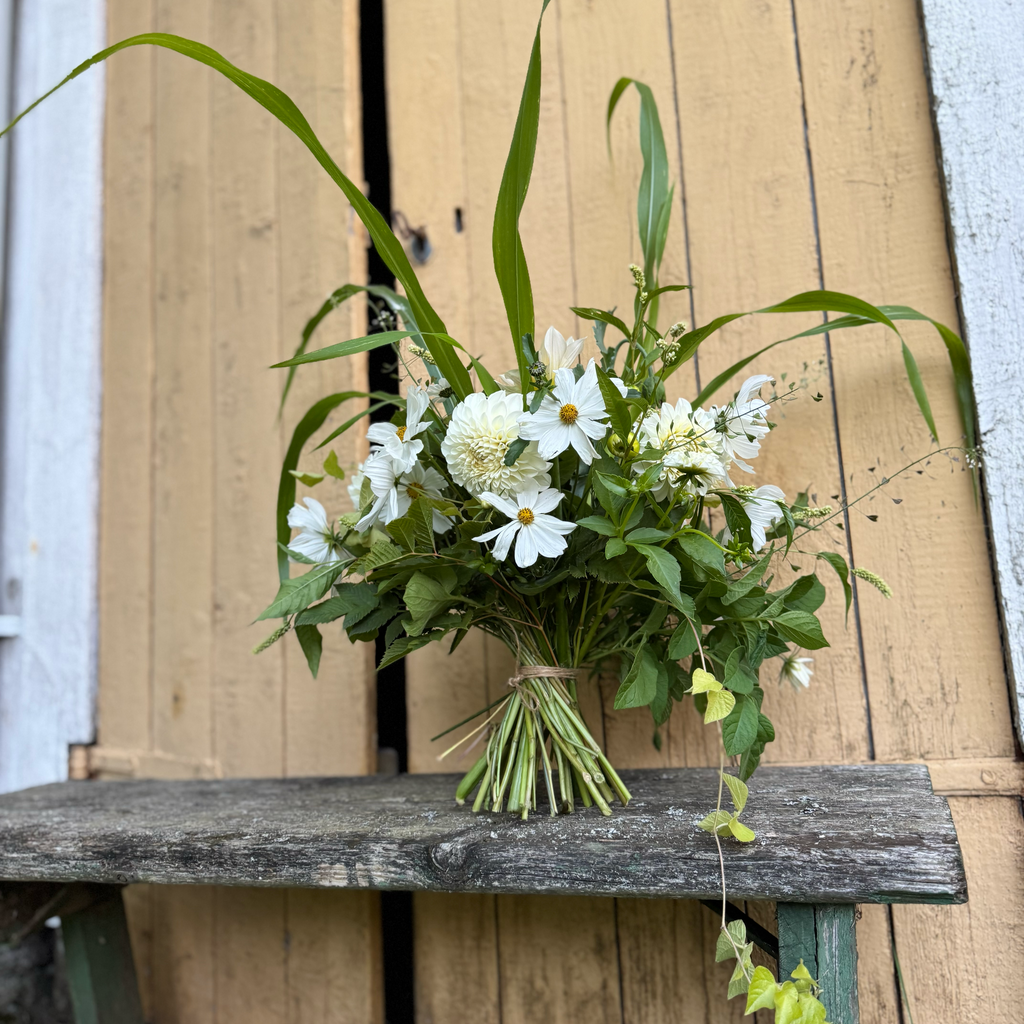 Dahlia – Boom Boom White